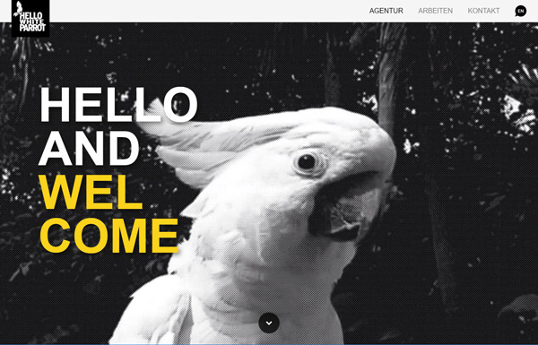 Hello White Parrot 1